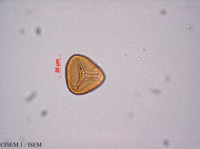 ISEM 1/Selaginella_denticulata_80405/Selaginella_denticulata_80405_0001(copy)_thumb.jpg
